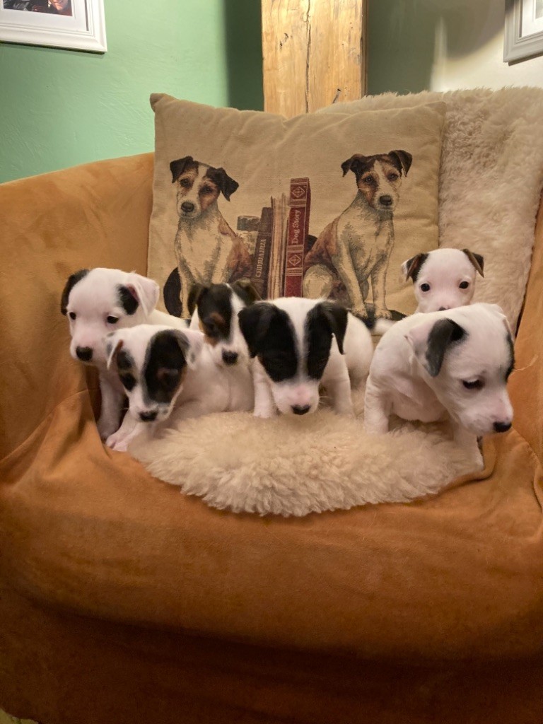Des Marais De L'Omignon - Jack Russell Terrier - Portée née le 19/11/2021