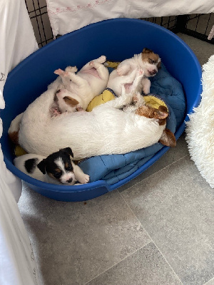 Des Marais De L'Omignon - Jack Russell Terrier - Portée née le 23/05/2023