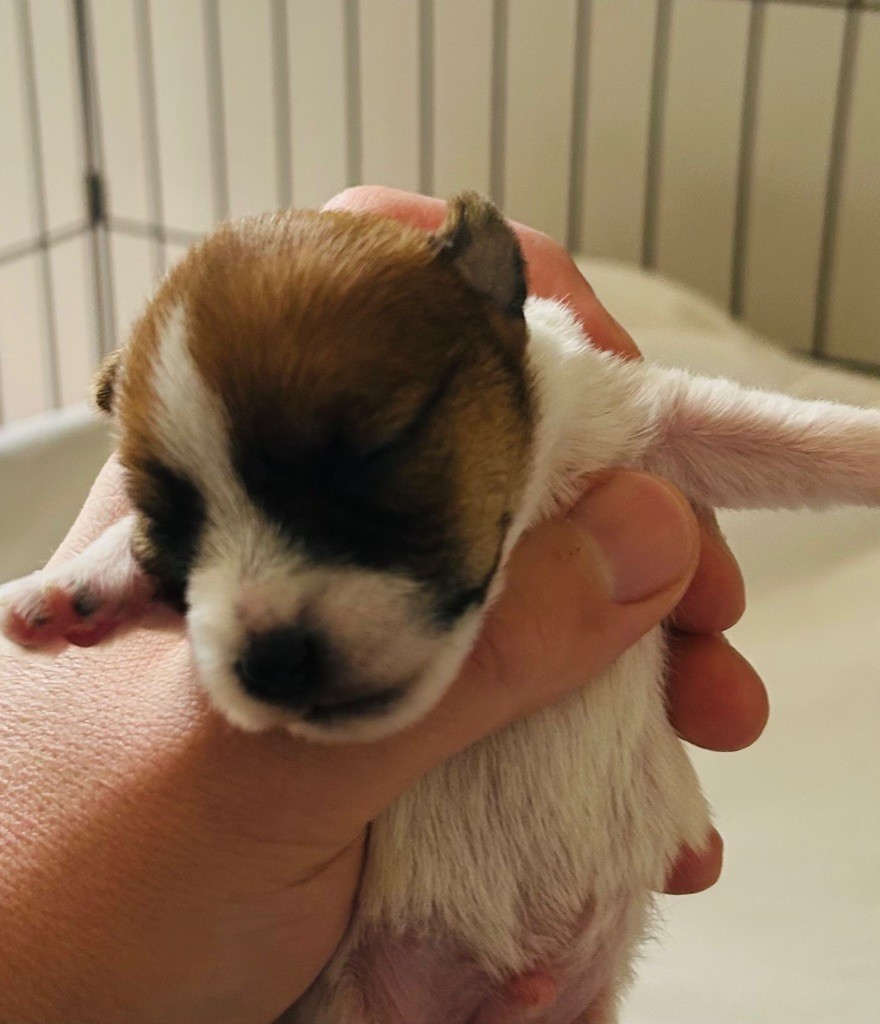 Des Marais De L'Omignon - Chiots disponibles - Jack Russell Terrier